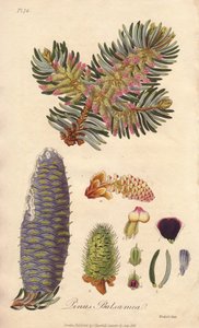 Abete balsamico (Abies balsamea) - Acquaforte di William Clarke per illustrare “Botanica medica, descrizione delle piante medicinali di Londra, Edimburgo e Dublino” di John Stephenson e James Morss Churchill