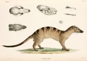 Civetta delle palme fasciata, Indonesia da Unbekannter Künstler