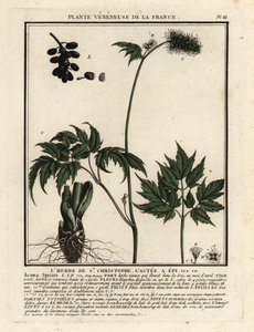 Erba velenosa, Actaea spicata da Unbekannter Künstler