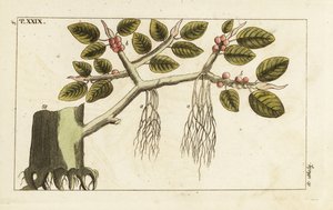 Fico banyan con radici aeree, Ficus benghalensis da Unbekannter Künstler