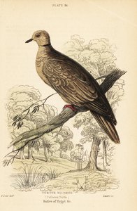 Tortora domestica, Streptopelia risoria. 1889 (incisione) da Unbekannter Künstler