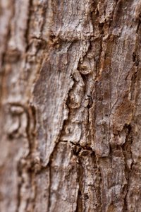 Corteccia II da Unbekannter Künstler
