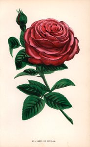 Rosa Baron de Gonella, varietà della rosa Ile-Bourbon, coltivata da Monsieur Guillot Sr. a Lione nel 1859. Cromolitografia disegnata e litografata da F. Grobon dal libro di Hippolyte Jamain e Eugene Forney “Les Roses,” Parigi, J. Rothschild da Unbekannter Künstler