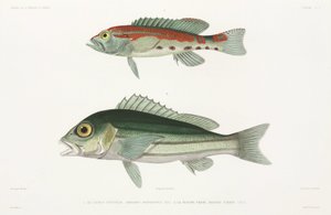 Serranidae a strisce e Lutjanidae blu e oro da Unbekannter Künstler