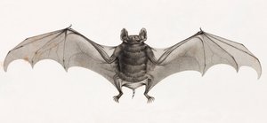 Pipistrelli in Egitto da Unbekannt