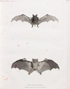 Pipistrelli in Egitto