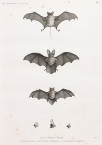 Pipistrelli in Egitto da Unbekannt