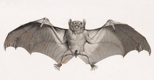 Pipistrelli in Egitto da Unbekannt