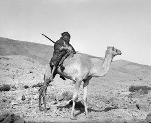 Beduino che cavalca un cammello, c.1936 (foto in b/n) da Unbekannt