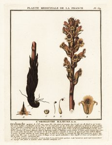 Orobanche caryophyllacea