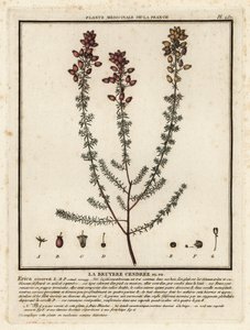 Erica cinerea da Unbekannter Künstler