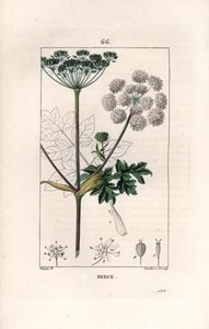 Berce o charavie - Incisione di Lambert fils, da un disegno di Pierre Jean Francois Turpin (1775-1840), da La flore médicale, di Chaumeton, Poiret et Chamberet, Parigi 1830 da Unbekannter Künstler