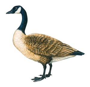 Bernache du Canada - Oca canadese (Branta canadensis) da Unbekannter Künstler