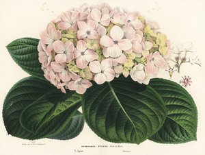 Ortensia a foglia grande, Hydrangea macrophylla (Hydrangea otaksa). Litografia colorata a mano da Flowers of the Gardens and Hothouses of Europe di Louis van Houtte e Charles Lemaire, Flore des Serres et des Jardins de l