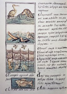 Caccia agli uccelli del lago, pagina dal Codice Fiorentino, versione bilingue in spagnolo e nahuatl, Storia Generale delle Cose della Nuova Spagna, del missionario spagnolo Fray Bernardino de Sahagun (1499-1590). Civiltà azteca da Benjamin Baud