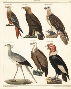 Uccelli rapaci (litografia)