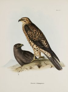 Uccelli rapaci, Isole Galapagos, c. 1832-1836 da Unbekannt