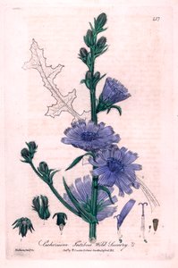 Cicoria amara (Cichorium intybus) Tavola botanica da 