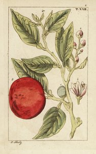 Arancia amara o arancia di Siviglia, Citrus x aurantium da Unbekannter Künstler