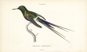 Thorntail dal ventre nero, Discosura langsdorffi (colibrì di Langsdorff, Trochilus langsdorffii). Incisione in acciaio colorata a mano di William Lizars da Naturalist