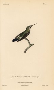 Colibrì dalla coda spinosa nera, Discosura langsdorffi (Ornismya langsdorfii). Immature. Incisione in acciaio colorata a mano di Coutant da un