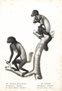 Uakari dalla testa nera, Cacajao melanocephalus ouakary (Brachyurus ouakari) e saki barbuto dal dorso marrone, Chiropotes israelita (Brachyurus israelita). Litografia di Karl Joseph Brodtmann da Storia naturale illustrata degli animali di Heinrich Rudolf S da Unbekannter Künstler