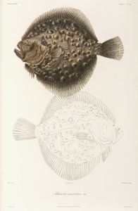 Rombo del Mar Nero