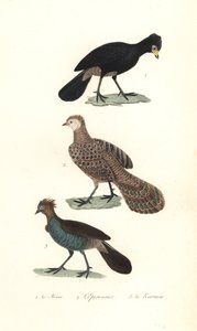 Curassow nero, fagiano pavone grigio e chachalaca