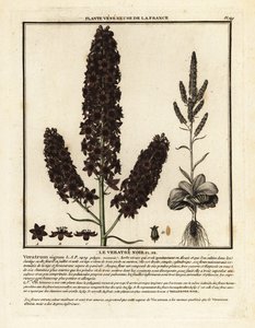 Elleboro nero, Veratrum nigrum da Unbekannter Künstler