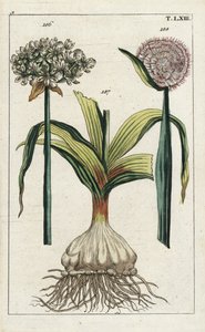 Aglio nero (Allium nigrum), 186, e cipolla, Allium cepa, bulbo 187 e fiore 188. Incisione a mano colorata di un