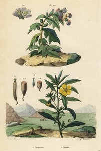 Giusquiamo nero, Hyoscyamus niger 1, e primula peruviana, Ludwigia peruviana 2 da Unbekannt