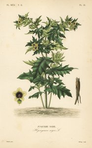 Giusquiamo nero o belladonna puzzolente, Hyoscyamus niger da Unbekannt