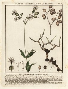 Silene comune, Silene vulgaris da Unbekannter Künstler