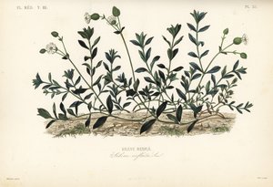 Silene vulgaris, Silene inflata da Unbekannt
