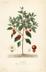 Physalis alkekengi da Unbekannt
