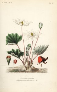 Sanguinaria, Sanguinaria canadensis da Unbekannt