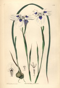 Moraea aristata (Ocellate viesseuxia, Vieusseuxia glaucopis) da Unbekannter Künstler