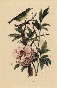 Coda a ventaglio dalla testa blu e peonia da Unbekannt