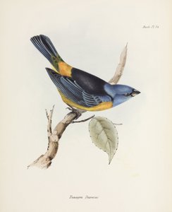 Tanager blu e giallo, Sud America, c 1832-1836 da Unbekannter Künstler