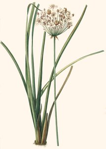 Illustrazione botanica/Redouté/Butomus umbellatus da Unbekannt