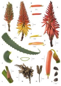 Aloe arborescens