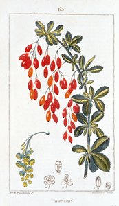 Tavola botanica/Berberis sp/Crespino spinoso da Unbekannt