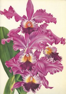Tavola botanica: Cattleya labiata var. Perfecta - Lindenia da Unbekannt