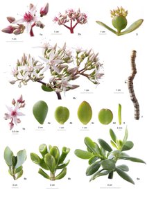 Crassula ovata
