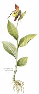 Tavola botanica/Cypripedium calceolus/Zoccolo di Venere da Unbekannt