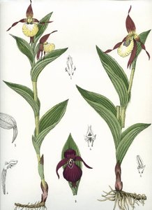 Tavola botanica/Cypripedium calceolus/Zoccolo di Venere da Unbekannt