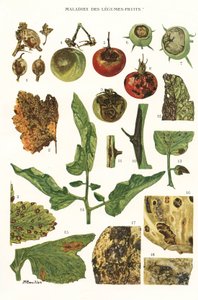 Tavola botanica/Malattie di frutta e verdura da Unbekannt