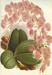 Tavola botanica: Phalaenopsis sanderiana - Lindenia da Unbekannt