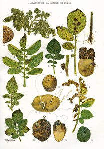 Tavola botanica: Malattie della patata - Solanum tuberosum da Unbekannt
