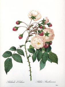 Tavola botanica: Rosa aurelianensis, Rosa 